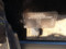 preview Ford Kuga #4
