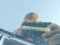 preview Skoda Fabia #1