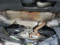 preview BMW 3 Series #4
