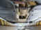 preview Volkswagen Tiguan #4